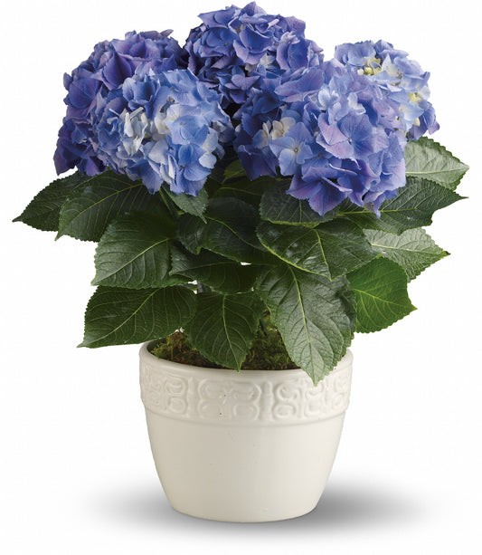 Happy Hydrangea - Blue