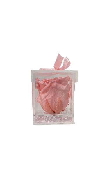 Gorgeous Preserved Rose