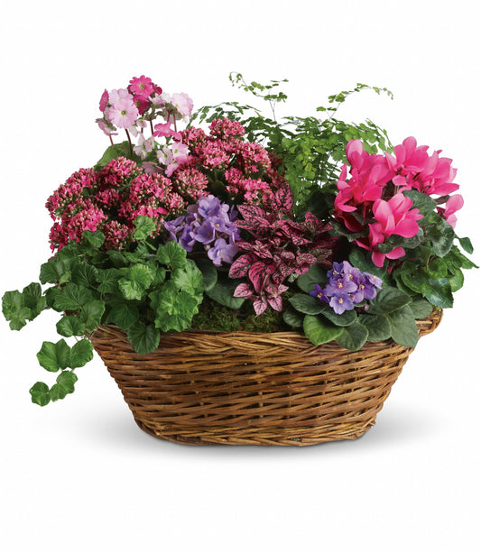Simply Chic Mixed Plant Basket