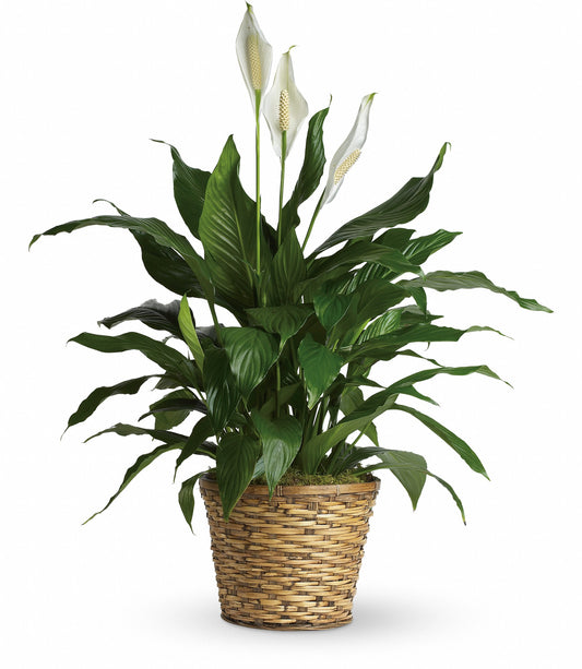Simply Elegant Spathiphyllum (Peace Lily) - Large