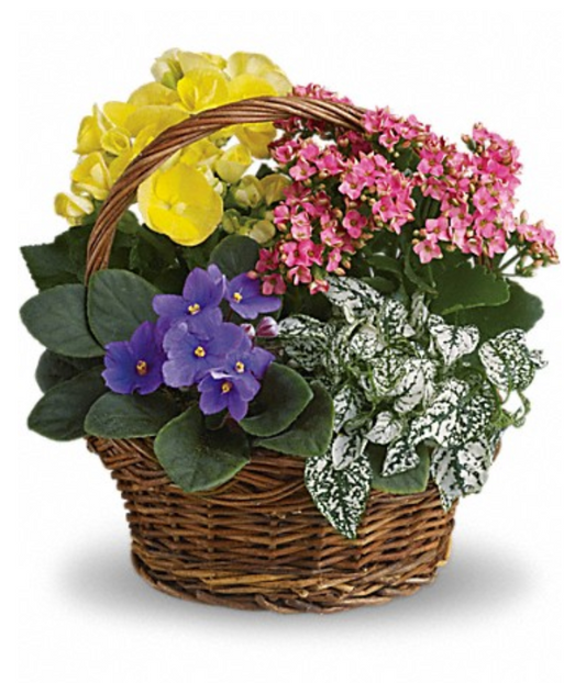 Spring Has Sprung Mixed Basket