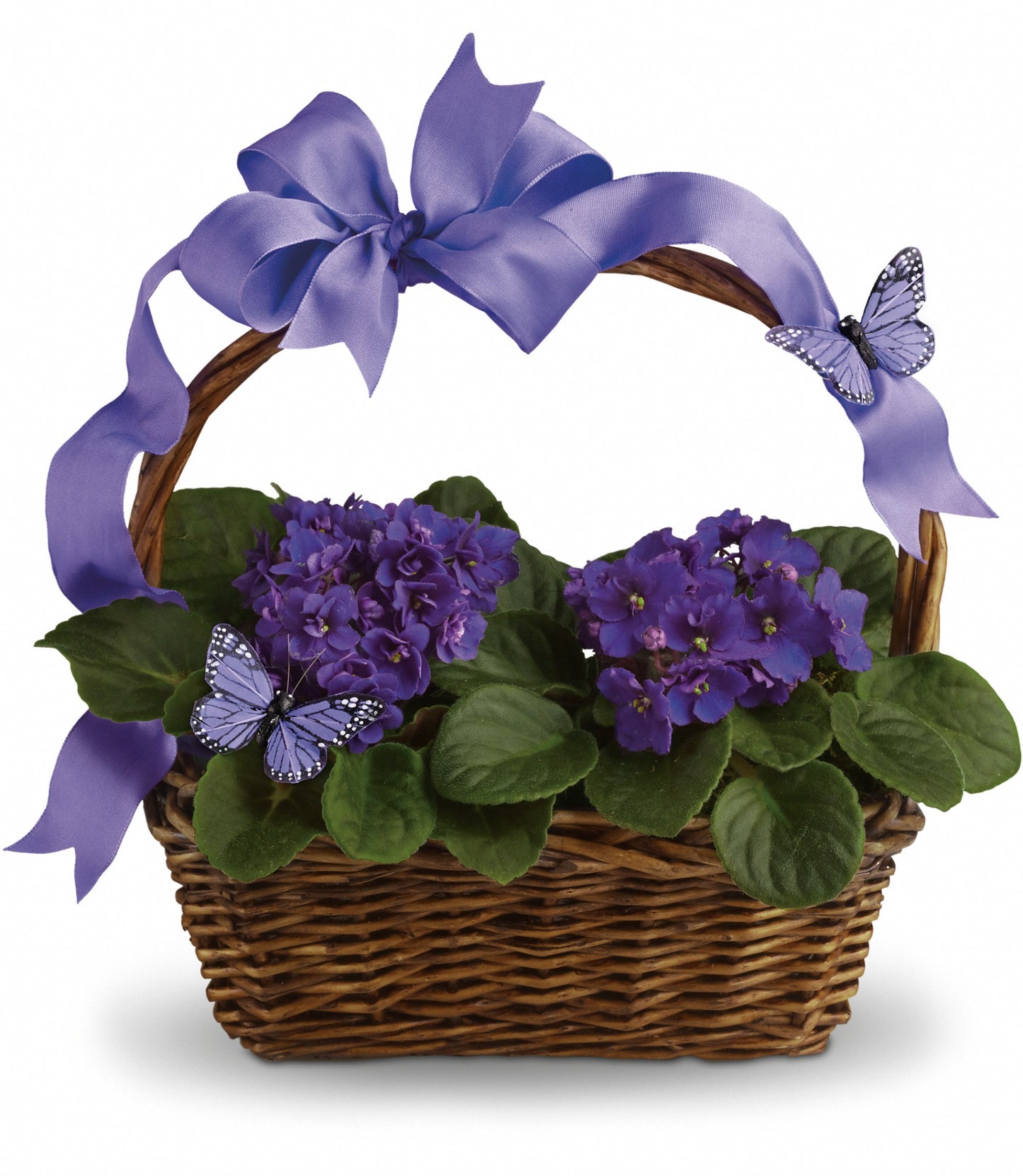 Violet and Butterflies