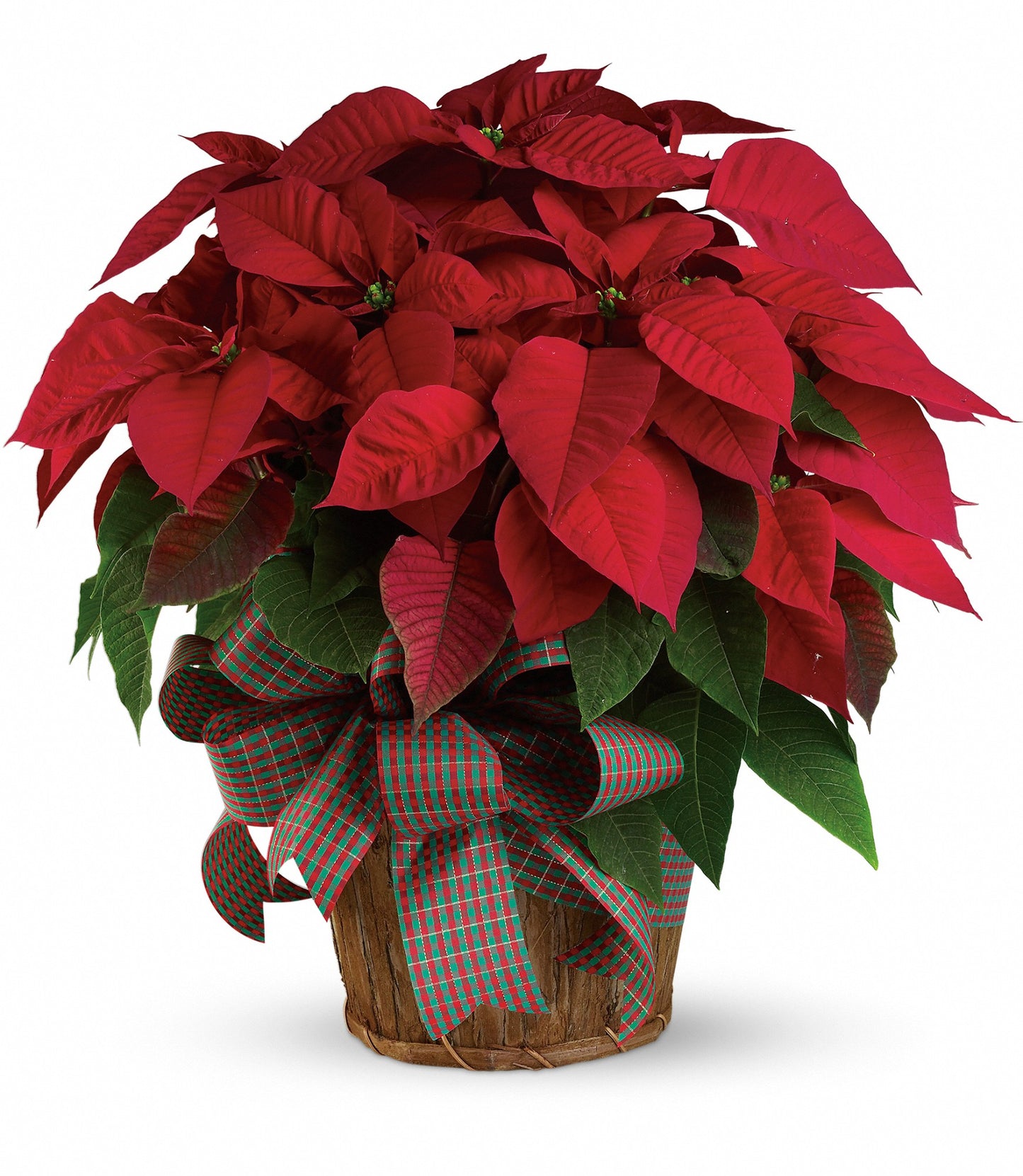 Large Red Poinsettia