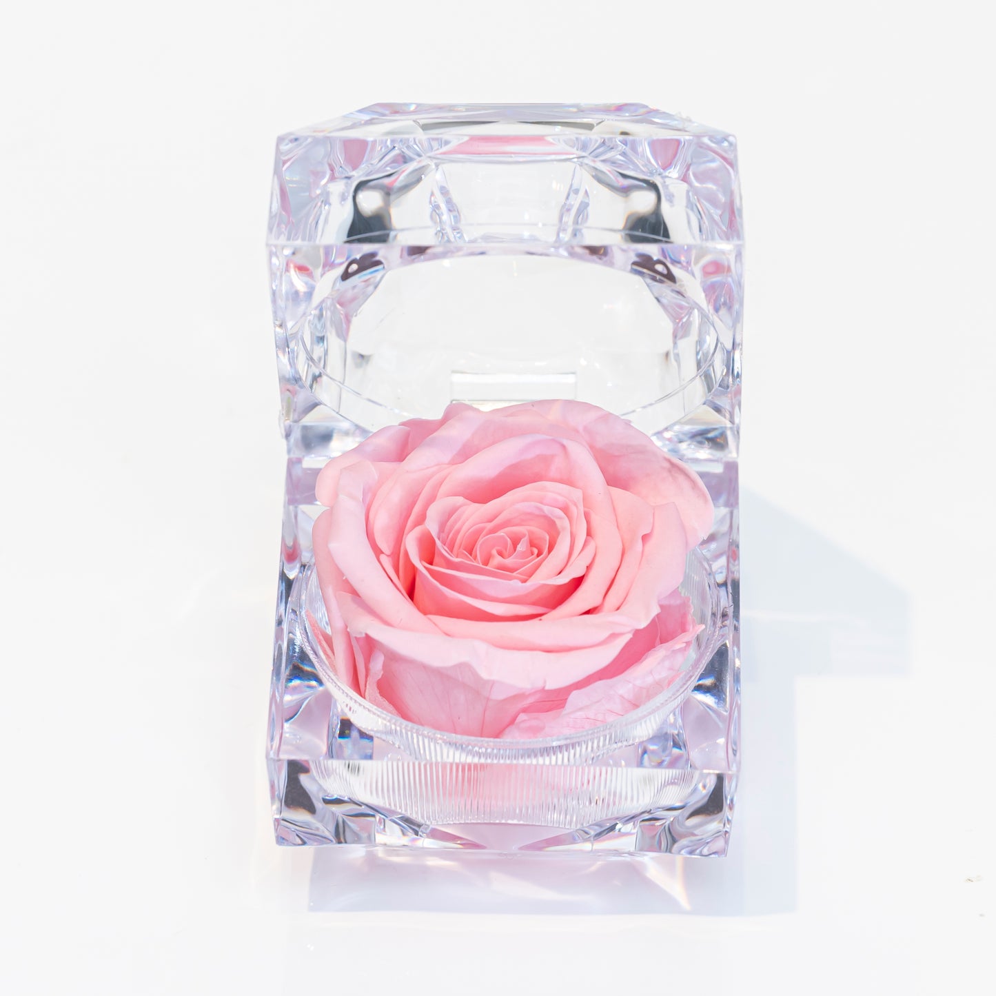 Evermore Mini Rose